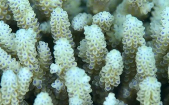Great Barrier Reef may disappear soon, back-to-back coral bleaching and warming ocean temperatures are to blame