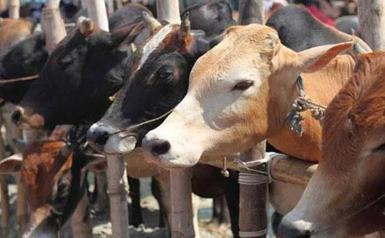 Ban on cattle sale for slaughter: West Bengal, Kerala decry Center's decision, Opposition criticises move in other states 