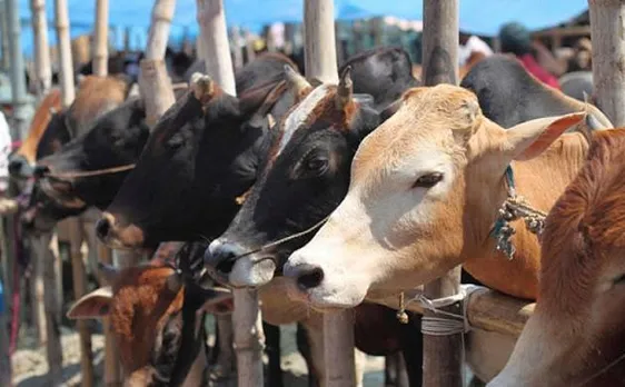 Cattle smuggling, slaughter to be punishable under NSA, Gangsters Act, in Uttar Pradesh, says DGP