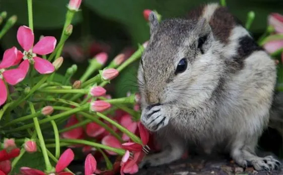 New species of flying squirrel discovered by scientists