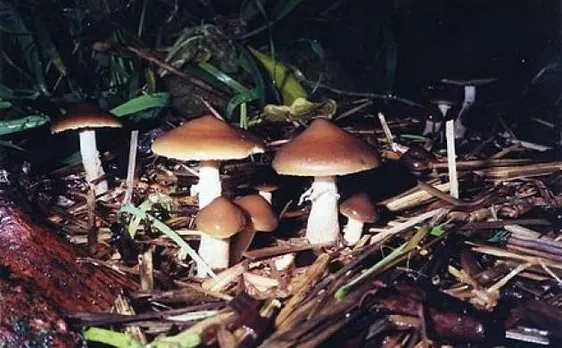 Era of Dinosaurs: 115-million-year-old mushroom fossil discovered in Brazil