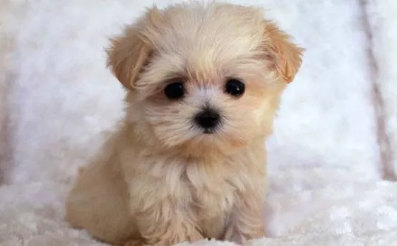 Pictures of puppies can help rekindle fading passion in marriage: Study