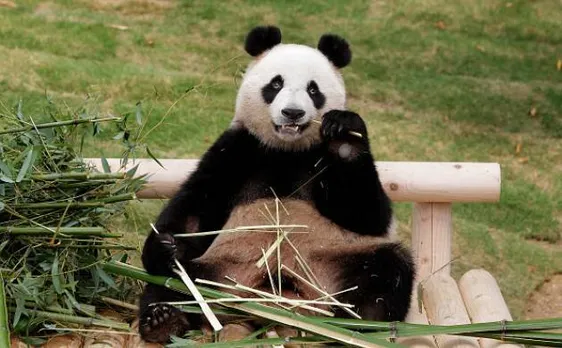 Two giant pandas to be taken to Berlin zoo for 15-year research mission