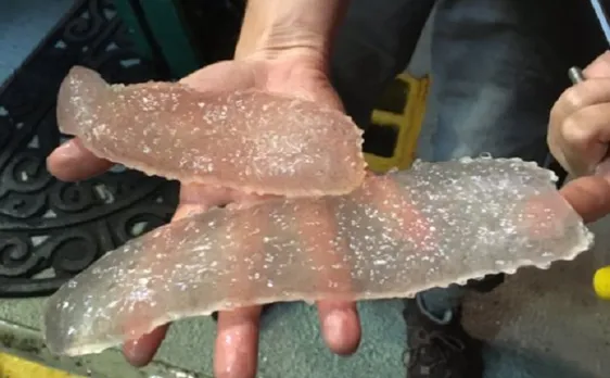 â€˜Sea Picklesâ€™ invade Pacific coastal waters, baffling scientists