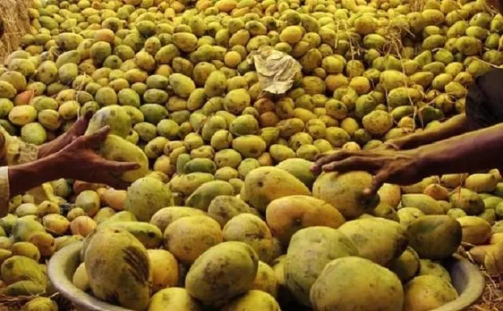70 per cent drop in mango production as compared to year 2016: All India Mango Growers Association