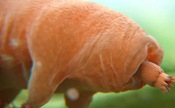 Tardigrades will defy death after doomsday will hit Earth and wipe out everything including humans: Scientists