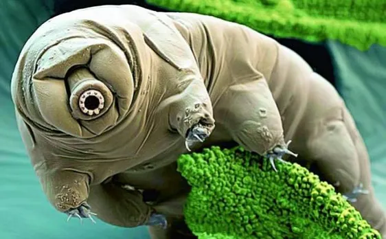 Tardigrades: Animals that can survive until the end of the Earth