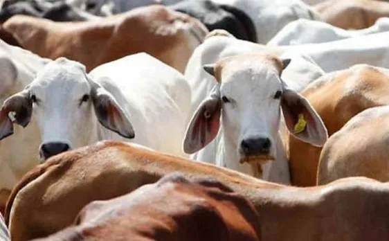  Govt sets up panel, with RSS, VHP members, to conduct scientific research on benefits of cow