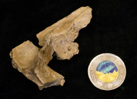 New feathered dinosaur identified by Royal Ontario Museum, named after palaeolotologist Philip Currie