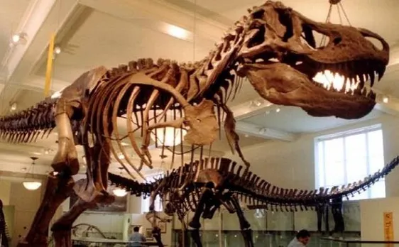 Tyrannosaurus Rex would have suffered a broken leg if ran at a fast pace