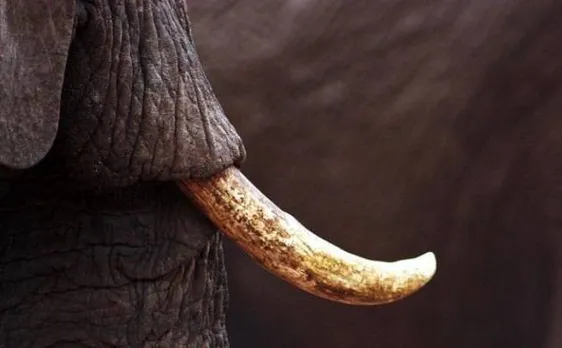 10-year-old boy stumbles over 1.2 million-year-old fossil in desert