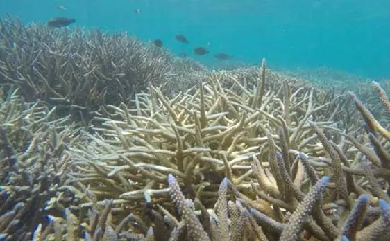 'Superalgae' to save world's coral reefs from bleaching