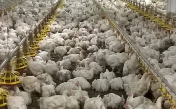 Punjab poultry farms are producing superbugs resistant to drugs, says study