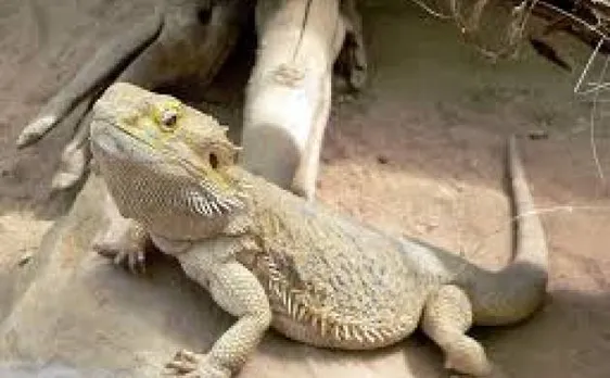 Chennai: Lizard served in idli at Womenâ€™s hostel lands 65 students in hospital