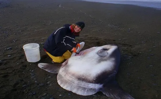 Biggest and new species of Sunfish found after 130 years of searching