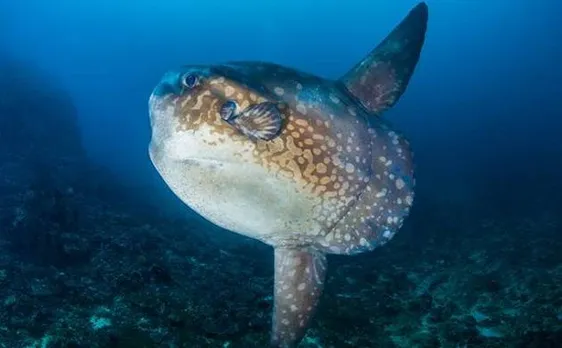 New species of gigantic sunfish discovered by scientists