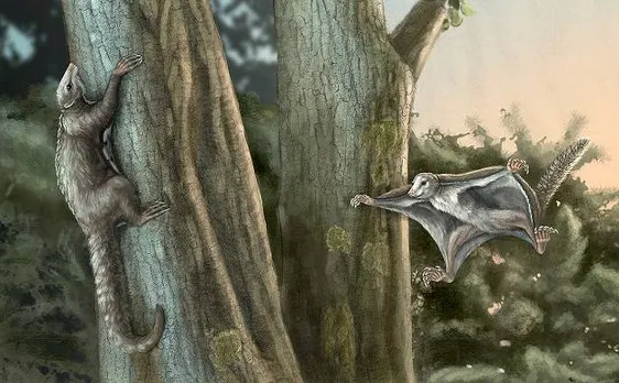 First gliding mammals from Jurassic Period discovered