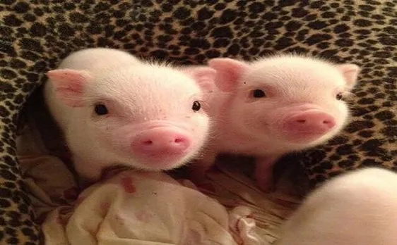 CRISPR technology brings pig-to-human transplants a step closer to reality