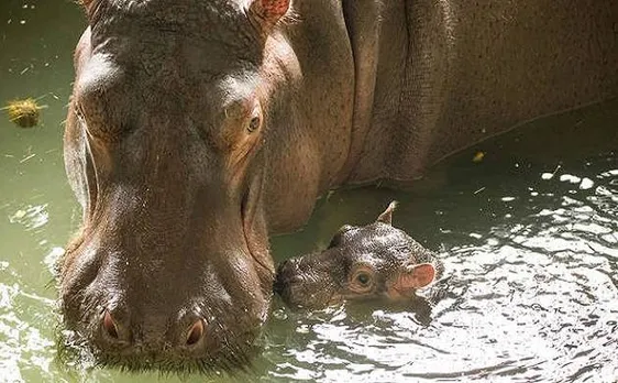 Baby hippopotamus named Hodor from Game of Thrones at Whipsnade Zoo in Bedfordshire