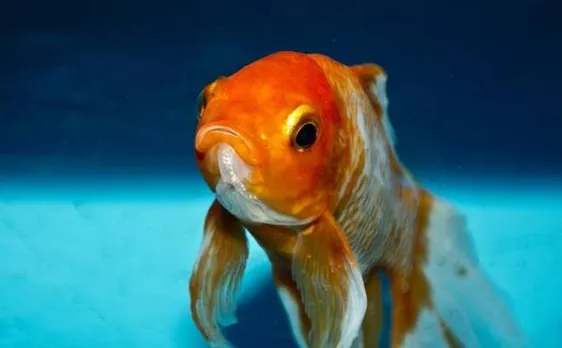 Goldfish produce alcohol to survive without oxygen, discover scientists