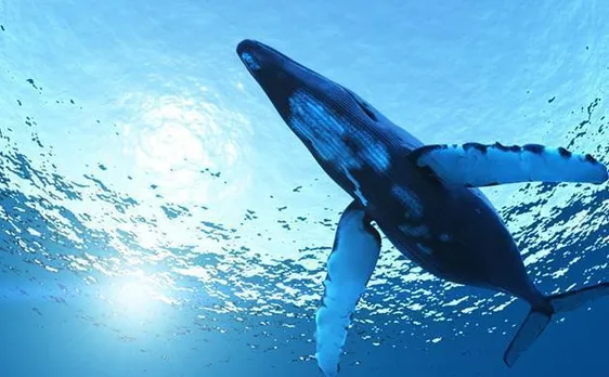 Blue Whale game: Child rights body cautions parents, teachers, asks them to be vigilant
