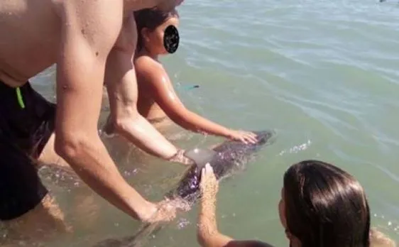 Baby dolphin dies after several beachgoers in Spain pulled it out to take selfie