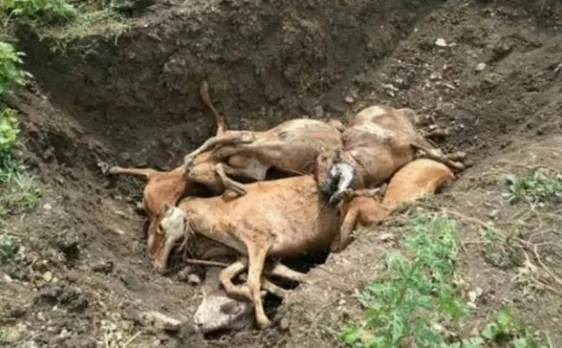 200 cows died due to starvation in his gaushala, BJP leader blames own government 