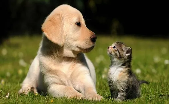 Solar Eclipse 2017: This is how you should take care of your pets during the Grahan