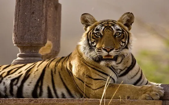 Machliâ€™s saga lives on, her roar still echoes: Tribute to Lady of the Lakes