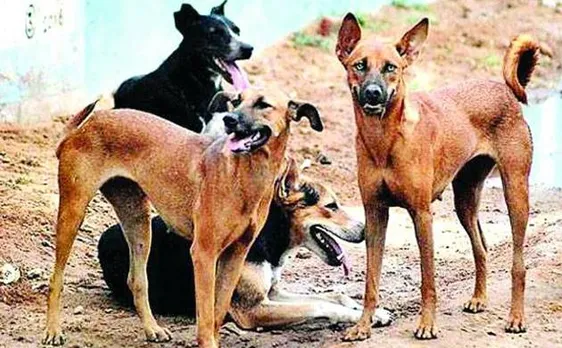 Lucknow: Womanâ€™s dead body eaten by stray dogs at RML hospital, probe ordered