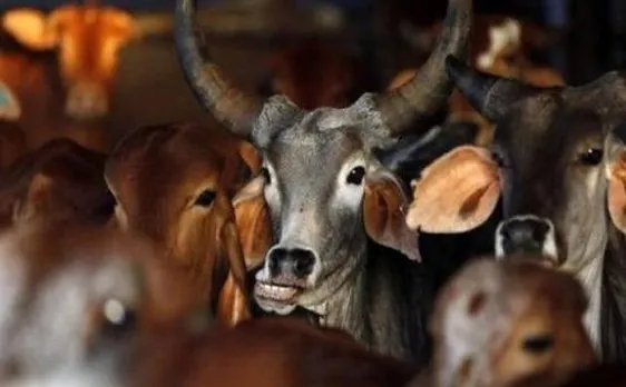 West Bengal: Mob lynches 2 Muslim youths transporting cows