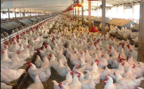Misuse of antibiotics at poultry farms harmful for human health: Study