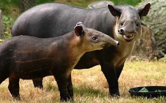 Nicaragua fights to save its endangered tapirs
