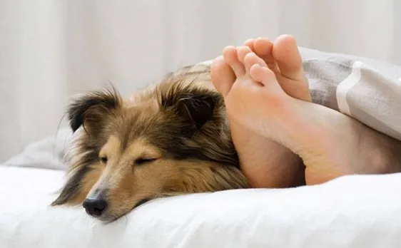 Attention pet lovers! Snuggling with pet in bed may affect sleep quality: Study