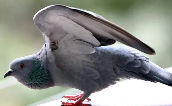 Tamil Nadu: TNSTC issues memo to conductor for allowing pigeon travel ticketless