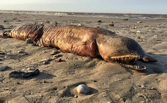 Mysterious eyeless sea creature washes up on Texas beach after Hurricane Harvey