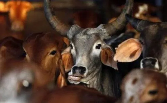 Cow vigilantism incidents increased significantly since 2015, maximum number of cases reported in 2017: Report