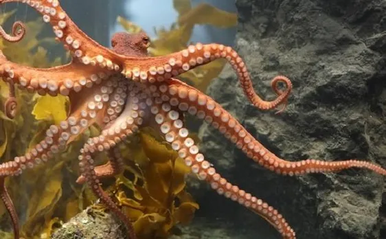 Octlantis: Scientists discover an underwater â€˜octopus cityâ€™