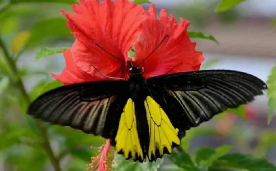 More than 69 butterfly species recorded across Delhi-NCR