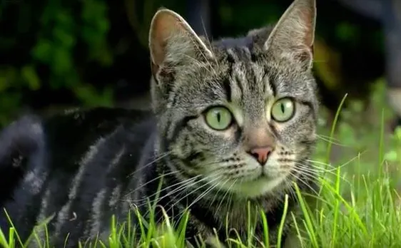 In Australia, cats kill over 10 lakh birds in a single day