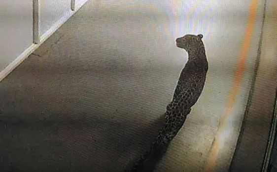 Leopard enters Maruti's Manesar plant; no casualties reported