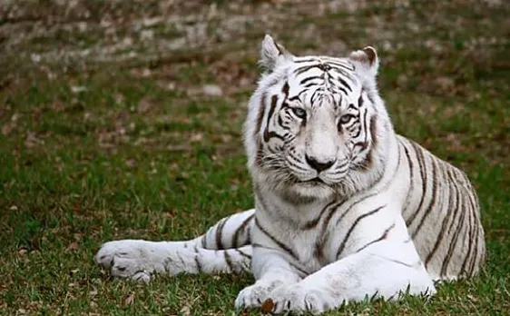 Bengaluru: White tigers kill caretaker in Bannerghatta National Park
