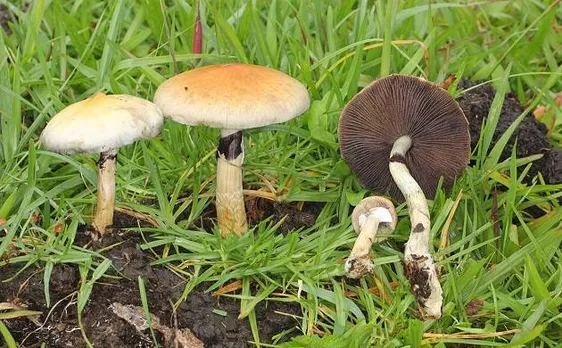 Magic mushrooms may help overcome depression, claims study