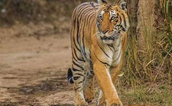 Madhya Pradesh: Tiger mauls 10-year-old girl in buffering zone of Ratapani Wildlife Sanctuary