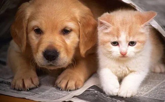 If you are a pet owner in Punjab then you must read this