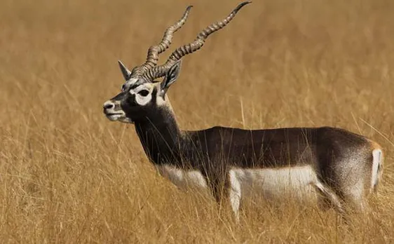UP Cabinet decides to make India's first conservation reserve for Blackbuck in Allahabad 