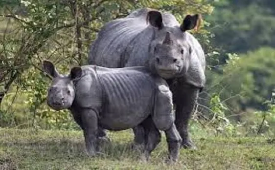 Assam: Poachers kill rhino, calf in Kaziranga National Park