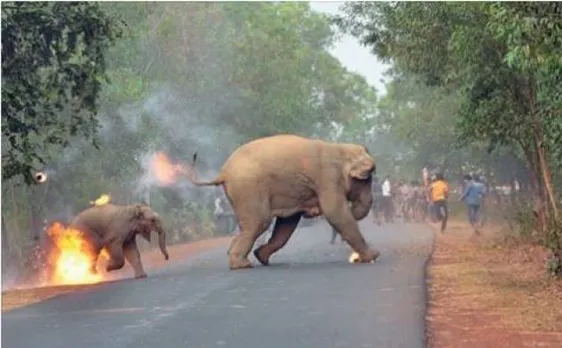 End of Humanity? Picture of Elephant and her calf on fire in West Bengal bags Photography Award by Sanctuary Asia 