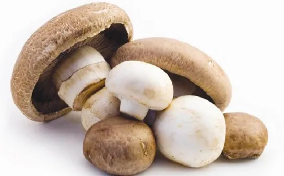Consumption of mushrooms can help fight ageing, reveals study