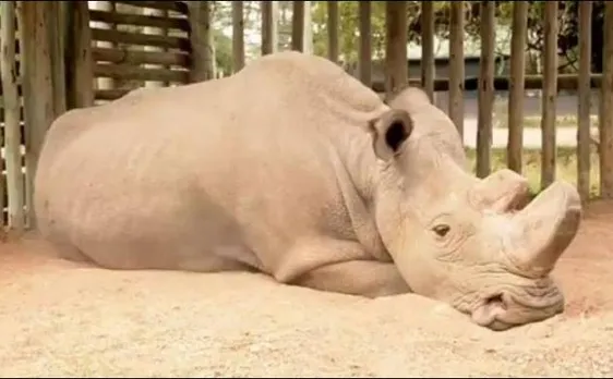 Photo of Sudan, last living male northern white Rhino shows what extinction looks like 
